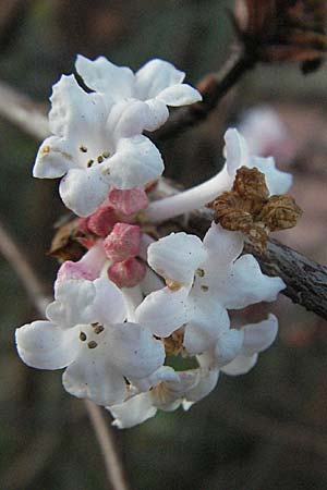 Viburnum x bodnantense \ Winter-Schneeball, Duft-Schneeball / Winter Guelder Rose, D Heidelberg 22.12.2006