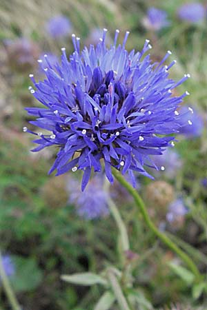 Jasione laevis \ Ausdauerndes Sandglckchen / Sheep's Bit, D Schwarzwald/Black-Forest, Feldberg 18.8.2007