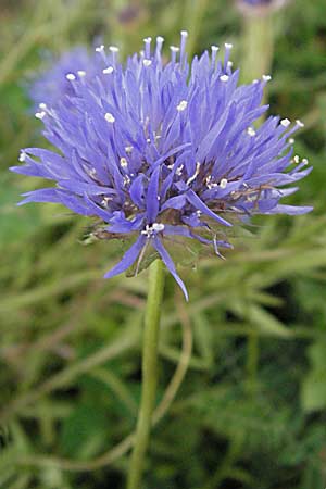 Jasione laevis \ Ausdauerndes Sandglckchen / Sheep's Bit, D Schwarzwald/Black-Forest, Feldberg 18.8.2007