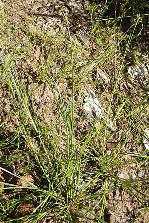 Juncus bulbosus \ Zwiebel-Binse / Bulbous Rush, D Bad Dürkheim 19.7.2009