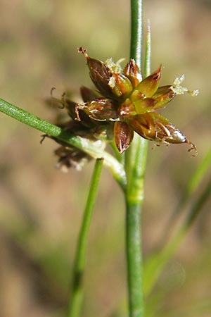 Juncus bulbosus \ Zwiebel-Binse / Bulbous Rush, D Bad Dürkheim 19.7.2009