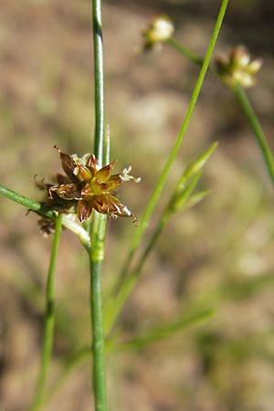 Juncus bulbosus \ Zwiebel-Binse / Bulbous Rush, D Bad Dürkheim 19.7.2009