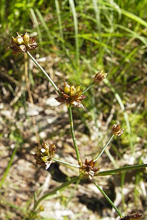 Juncus bulbosus \ Zwiebel-Binse / Bulbous Rush, D Bad Dürkheim 19.7.2009