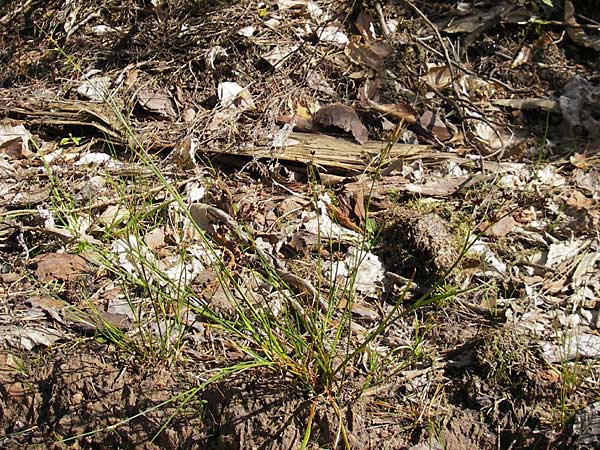 Juncus articulatus \ Glieder-Binse, Glanzfrchtige Binse / Jointlead Rush, D Bad Dürkheim 19.7.2009