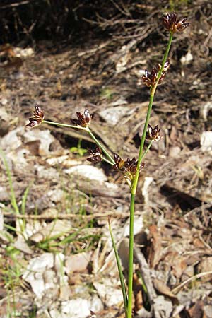 Juncus articulatus \ Glieder-Binse, Glanzfrchtige Binse / Jointlead Rush, D Bad Dürkheim 19.7.2009