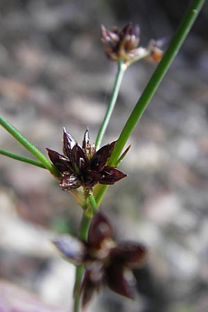 Juncus articulatus \ Glieder-Binse, Glanzfrchtige Binse / Jointlead Rush, D Bad Dürkheim 19.7.2009