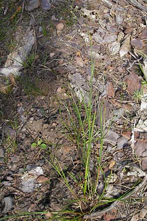 Juncus articulatus \ Glieder-Binse, Glanzfrchtige Binse / Jointlead Rush, D Bad Dürkheim 19.7.2009