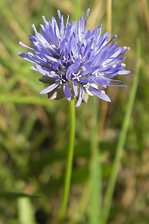 Jasione montana \ Berg-Sandglckchen, Schaf-Rapunzel / Sheep's Bit, D Waghäusel 30.7.2009