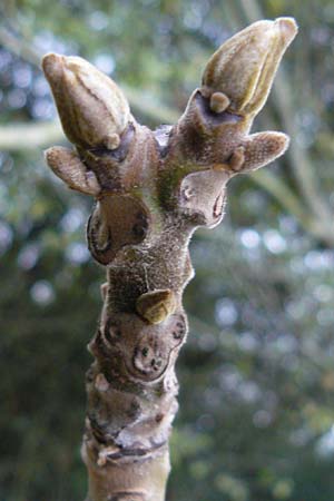 Juglans cinerea \ Butter-Nuss, Graue Walnuss / Butter Nut, White Walnut, D Gernsheim 20.10.2014