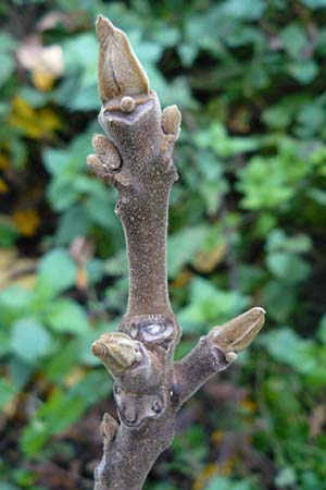 Juglans cinerea \ Butter-Nuss, Graue Walnuss / Butter Nut, White Walnut, D Gernsheim 20.10.2014