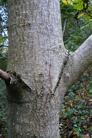 Juglans cinerea \ Butter-Nuss, Graue Walnuss / Butter Nut, White Walnut, D Gernsheim 20.10.2014