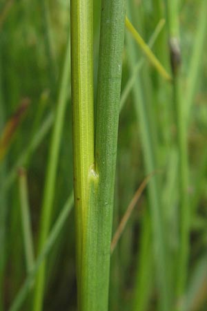 Juncus acutiflorus x articulatus \ Bastard-Glieder-Binse / Hybrid Rush, D Gessertshausen 30.7.2011
