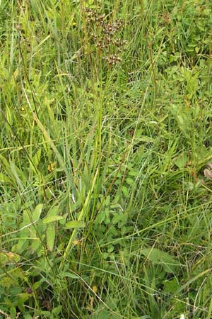 Juncus acutiflorus x articulatus \ Bastard-Glieder-Binse / Hybrid Rush, D Gessertshausen 30.7.2011