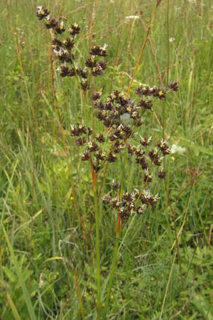 Juncus acutiflorus x articulatus \ Bastard-Glieder-Binse / Hybrid Rush, D Gessertshausen 30.7.2011