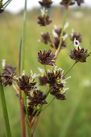 Juncus acutiflorus x articulatus \ Bastard-Glieder-Binse / Hybrid Rush, D Gessertshausen 30.7.2011