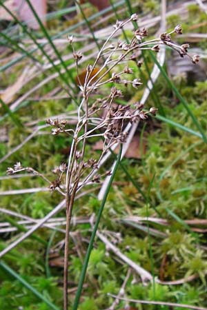 Juncus acutiflorus x articulatus \ Bastard-Glieder-Binse / Hybrid Rush, D Odenwald, Erbach 6.10.2012