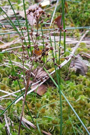 Juncus acutiflorus x articulatus \ Bastard-Glieder-Binse / Hybrid Rush, D Odenwald, Erbach 6.10.2012