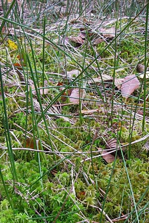 Juncus acutiflorus x articulatus \ Bastard-Glieder-Binse / Hybrid Rush, D Odenwald, Erbach 6.10.2012
