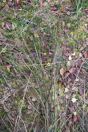 Juncus acutiflorus x articulatus \ Bastard-Glieder-Binse / Hybrid Rush, D Odenwald, Erbach 6.10.2012