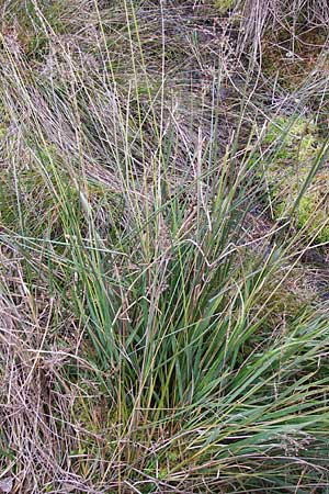 Juncus acutiflorus x articulatus \ Bastard-Glieder-Binse / Hybrid Rush, D Odenwald, Erbach 6.10.2012