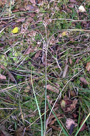 Juncus acutiflorus x articulatus \ Bastard-Glieder-Binse / Hybrid Rush, D Odenwald, Erbach 6.10.2012