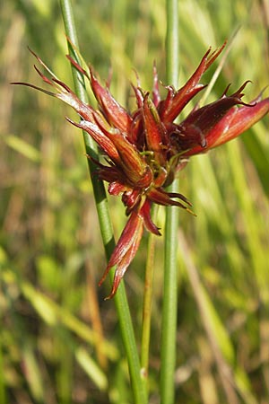 Juncus articulatus \ Glieder-Binse, Glanzfrchtige Binse / Jointlead Rush, D Hassloch 11.7.2013
