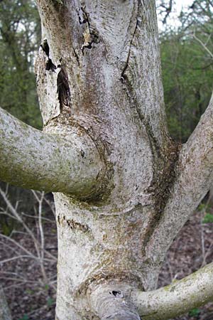 Juglans cinerea \ Butter-Nuss, Graue Walnuss / Butter Nut, White Walnut, D Gernsheim 24.3.2014