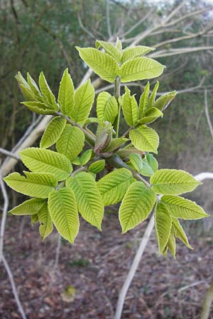 Juglans cinerea \ Butter-Nuss, Graue Walnuss / Butter Nut, White Walnut, D Gernsheim 24.3.2014