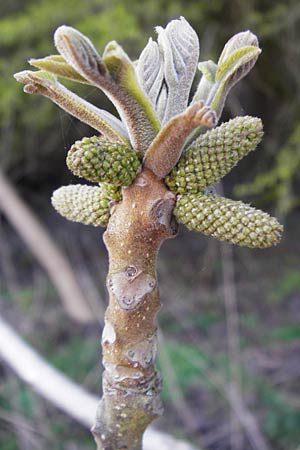 Juglans cinerea \ Butter-Nuss, Graue Walnuss / Butter Nut, White Walnut, D Gernsheim 24.3.2014