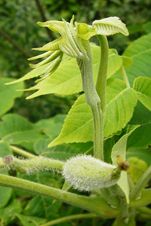 Juglans cinerea \ Butter-Nuss, Graue Walnuss / Butter Nut, White Walnut, D Gernsheim 11.5.2014