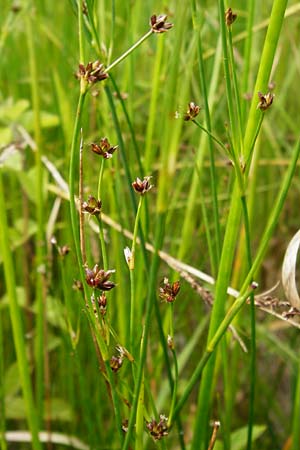 Juncus acutiflorus \ Spitzbltige Binse / Sharp-flowered Rush, D Gimbsheim 23.6.2014