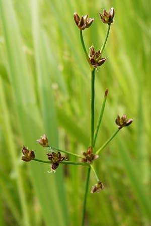 Juncus acutiflorus \ Spitzbltige Binse / Sharp-flowered Rush, D Gimbsheim 23.6.2014