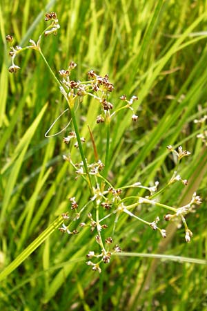 Juncus acutiflorus \ Spitzbltige Binse / Sharp-flowered Rush, D Gimbsheim 23.6.2014