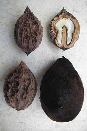 Juglans cinerea \ Butter-Nuss, Graue Walnuss / Butter Nut, White Walnut, D Gernsheim 21.10.2014