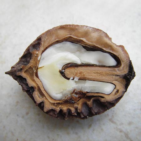 Juglans cinerea \ Butter-Nuss, Graue Walnuss / Butter Nut, White Walnut, D Gernsheim 21.10.2014