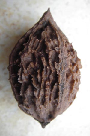 Juglans cinerea \ Butter-Nuss, Graue Walnuss / Butter Nut, White Walnut, D Gernsheim 21.10.2014