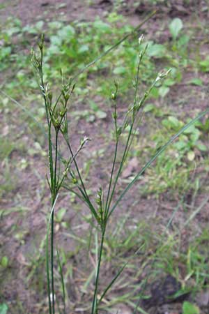 Juncus tenuis \ Zarte Binse / Slender Rush, D Bad Dürkheim 19.7.2009