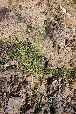 Juncus bufonius \ Krten-Binse / Toad Rush, D Bad Dürkheim 19.7.2009