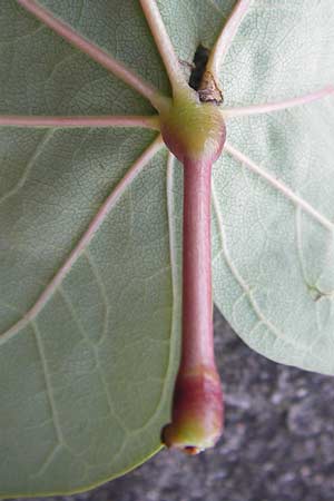 Cercis siliquastrum \ Judasbaum / Judas Tree, D Ludwigshafen 16.9.2012