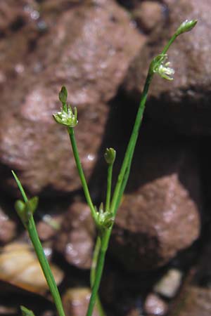 Juncus bulbosus \ Zwiebel-Binse / Bulbous Rush, D Heidelberg 24.7.2013