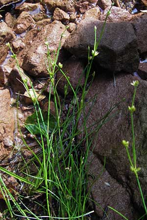Juncus bulbosus \ Zwiebel-Binse / Bulbous Rush, D Heidelberg 24.7.2013