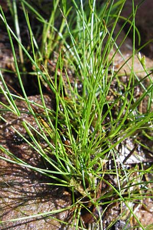 Juncus bulbosus \ Zwiebel-Binse / Bulbous Rush, D Heidelberg 24.7.2013