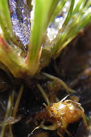 Juncus bulbosus \ Zwiebel-Binse / Bulbous Rush, D Heidelberg 24.7.2013