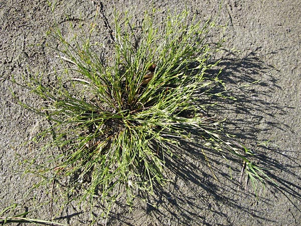 Juncus bufonius \ Krten-Binse / Toad Rush, D Obernzell an der Donau 11.6.2014