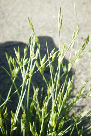 Juncus bufonius \ Krten-Binse / Toad Rush, D Obernzell an der Donau 11.6.2014