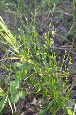 Juncus bufonius \ Krten-Binse / Toad Rush, D Odenwald, Fischbachtal-Steinau 25.6.2014
