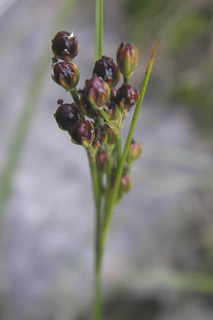 Juncus compressus \ Zusammengedrckte Binse / Round-Fruited Rush, D Mannheim 27.7.2011