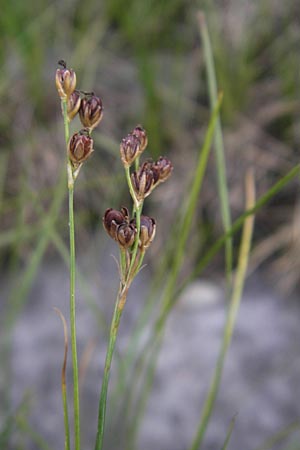 Juncus compressus \ Zusammengedrckte Binse / Round-Fruited Rush, D Mannheim 27.7.2011