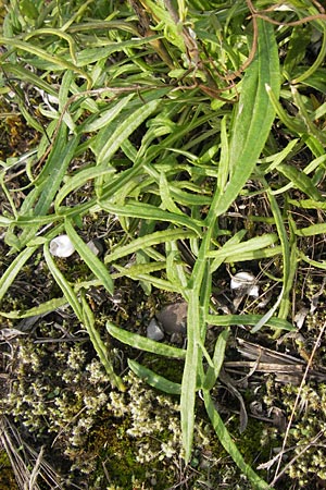 Jurinea cyanoides \ Sand-Silberscharte, D Mannheim 21.9.2013
