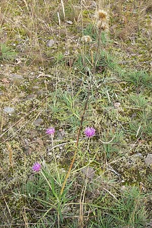 Jurinea cyanoides \ Sand-Silberscharte, D Mannheim 21.9.2013